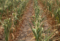 drought-corn