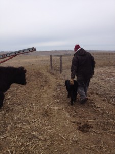 Sara and her husband, Kevin, prepare their cattle for an oncoming snow.