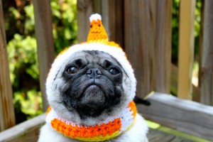 costumed pug dog