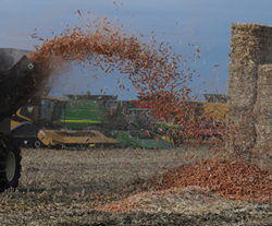 corn cob harvest