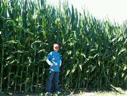 illinois corn summer 2010