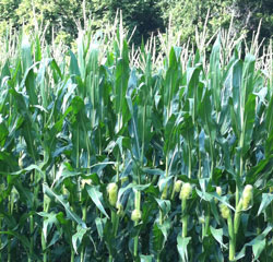 silky corn