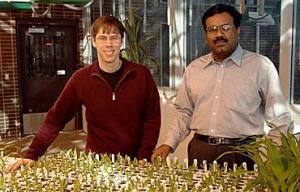 corn genome scientists