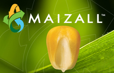 maizeall