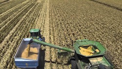 2013 corn harvest