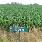 SIGN CORN SKAGIT